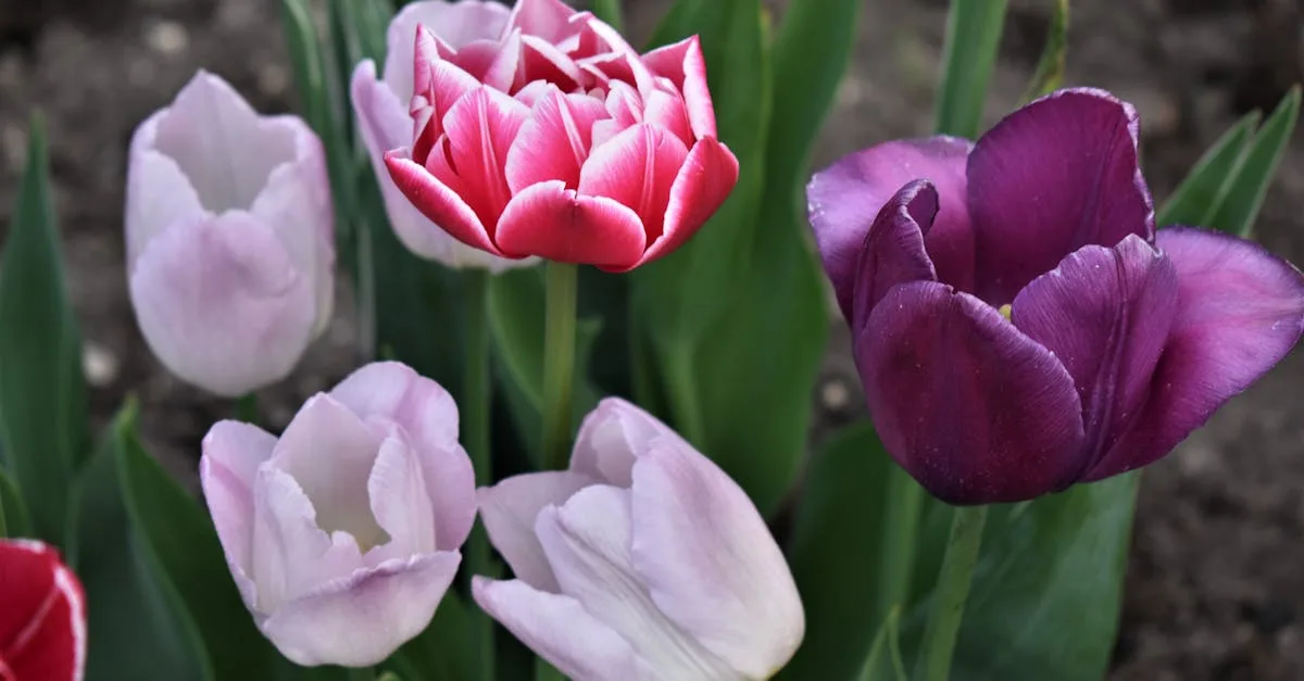 découvrez comment planter des bulbes pour prolonger la floraison et profiter de magnifiques fleurs dans votre jardin pendant une période plus longue.