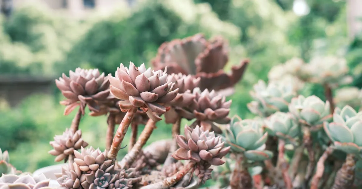 découvrez tout sur la pourriture des plantes grasses : causes, symptômes et solutions pour protéger vos succulentes et préserver leur beauté.