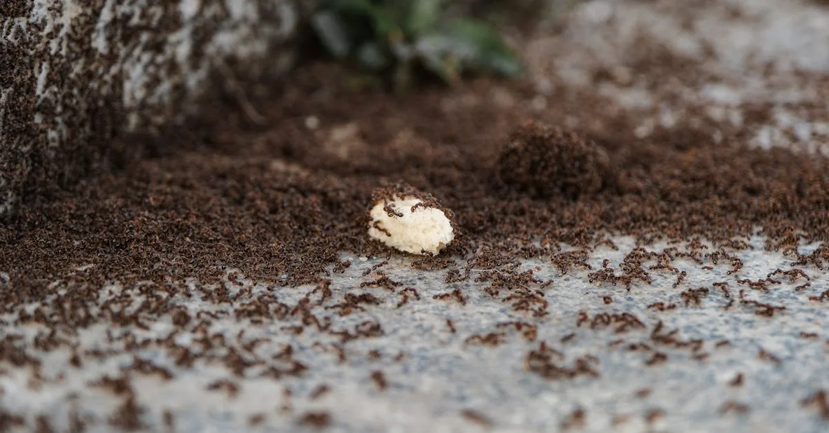 découvrez des méthodes efficaces et naturelles pour prévenir les infestations de fourmis dans votre maison et jardin.