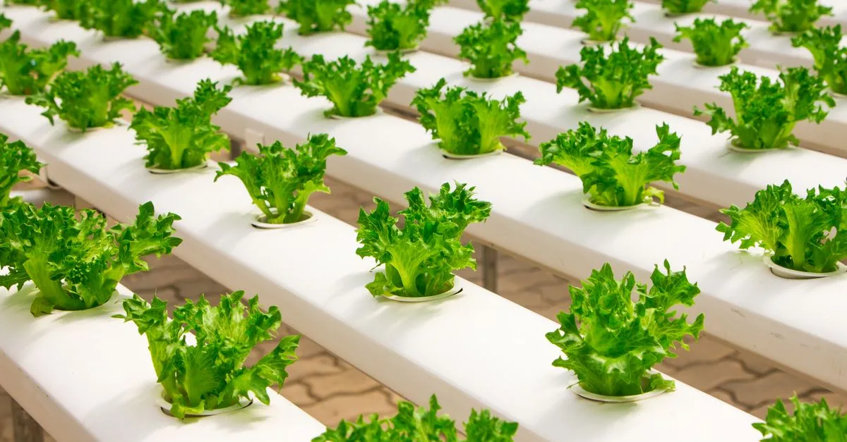 découvrez l'aquaponie, un système durable combinant culture de plantes et élevage de poissons pour un jardinage écologique et productif.