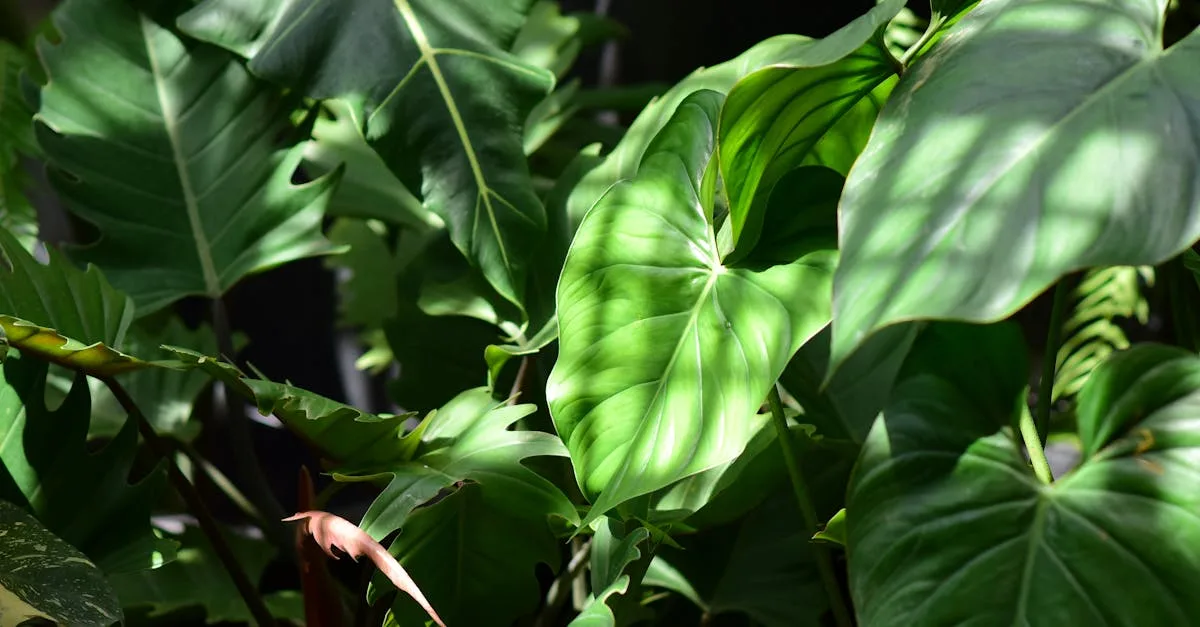 découvrez nos conseils essentiels pour l'entretien des plantes tropicales et faites pousser un jardin luxuriant chez vous.