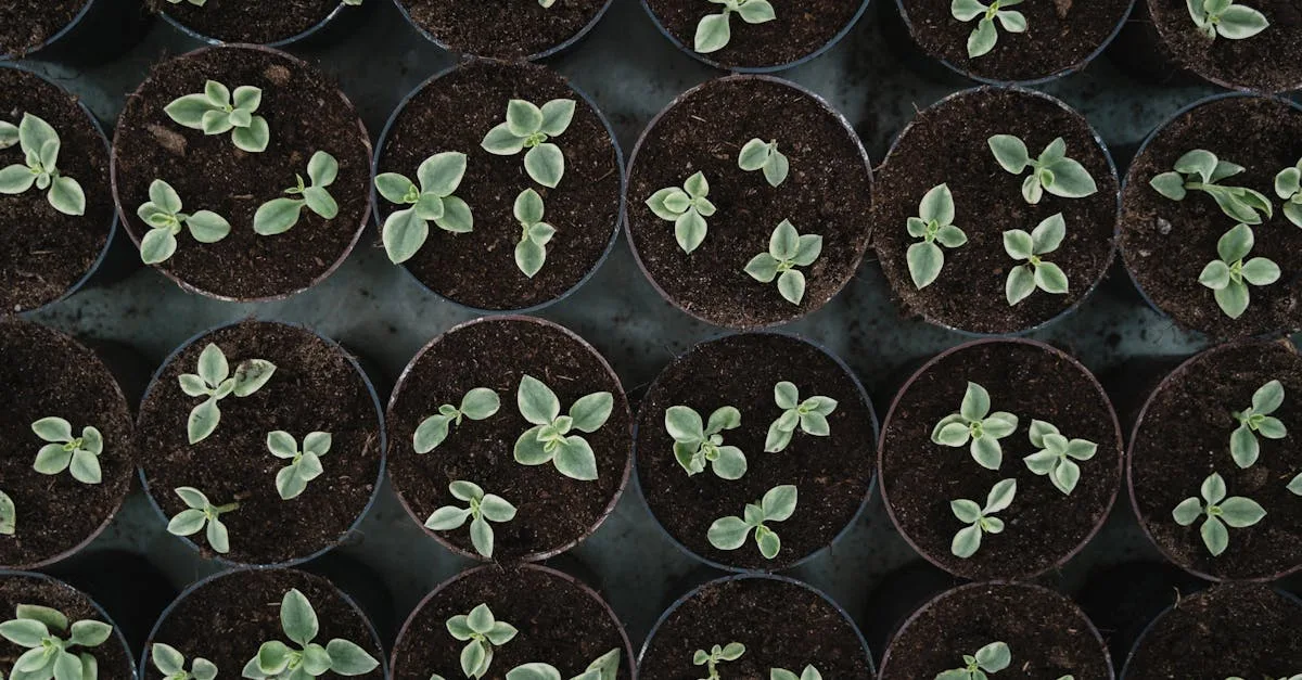 découvrez tout sur la propagation, ses mécanismes et son impact dans divers domaines comme la biologie, la physique et les technologies de communication.
