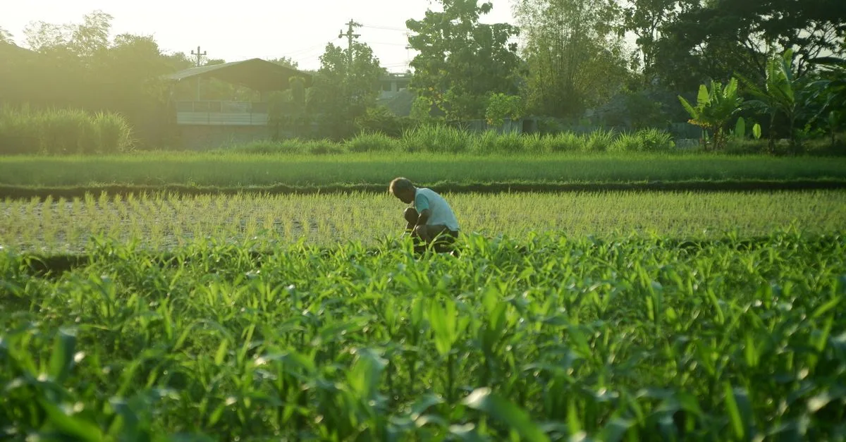découvrez l'agriculture écologique, une méthode durable qui préserve l'environnement tout en produisant des aliments sains et naturels.