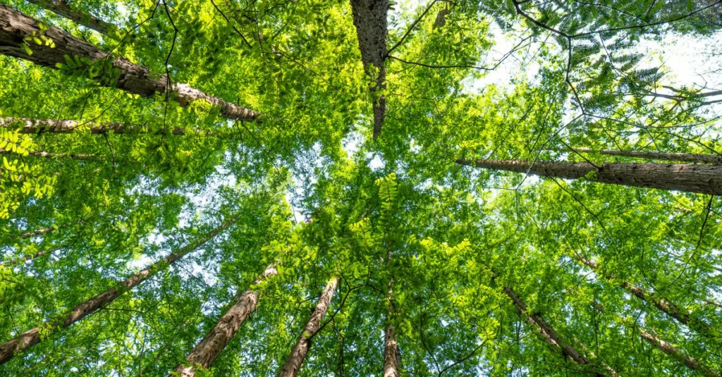 découvrez les réglementations environnementales essentielles pour protéger notre planète et garantir un développement durable.