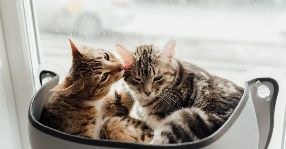 découvrez des conseils pratiques pour une cohabitation harmonieuse avec votre chat et profiter d'une relation équilibrée et sereine.