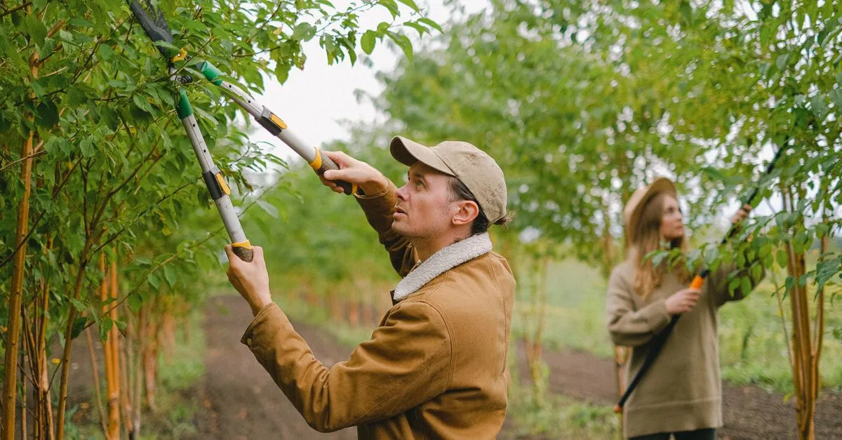 découvrez les meilleures techniques de taille pour entretenir vos arbres et arbustes, favoriser leur croissance et améliorer leur santé.