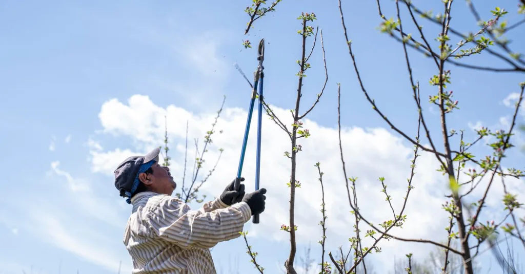 découvrez nos conseils et techniques de taille pour entretenir vos plantes et arbres, favoriser leur croissance et améliorer leur santé.